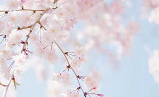 藏在二十四節氣里的食與味 - 立春之花會來